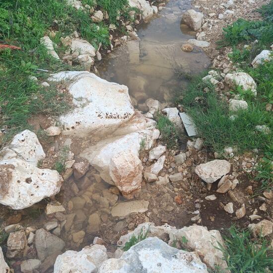 Landschaft: Süßwasser im Habitat Quelle in der NatureSpots App