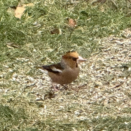 Hawfinch: Animal in habitat Garden in the NatureSpots App