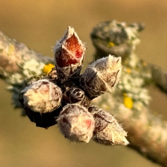 Almond tree: Plant in habitat Agricultural habitat in the NatureSpots App