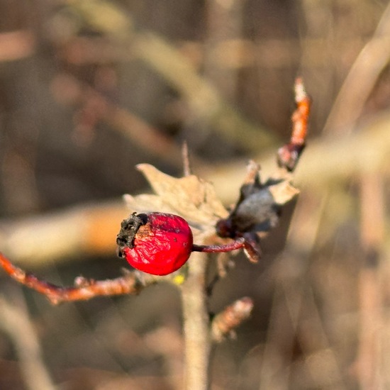 Weißdorne: Pflanze im Habitat Büsche/Heide in der NatureSpots App