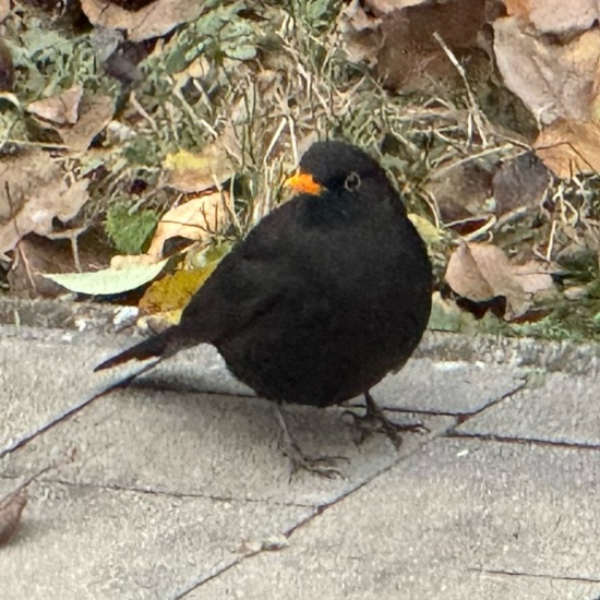 Common blackbird: Animal in habitat Garden in the NatureSpots App