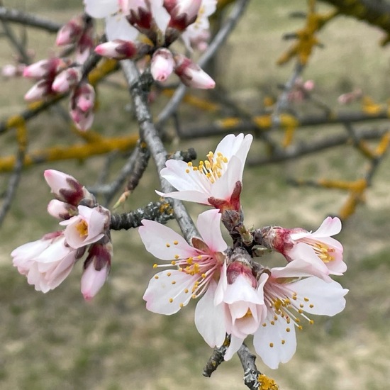 Almond tree: Plant in habitat Agricultural habitat in the NatureSpots App