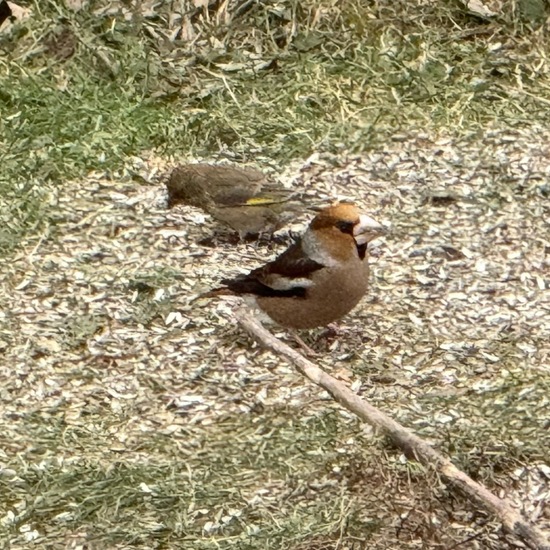 Hawfinch: Animal in habitat Garden in the NatureSpots App