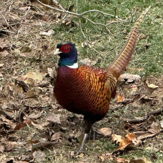 Common Pheasant: Animal in habitat Garden in the NatureSpots App