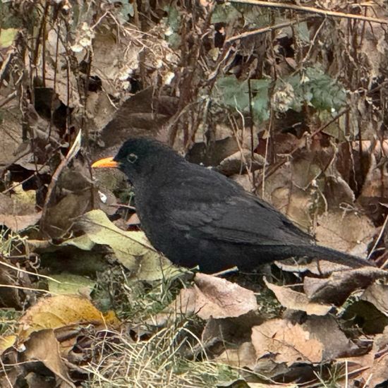 Common blackbird: Animal in habitat Garden in the NatureSpots App