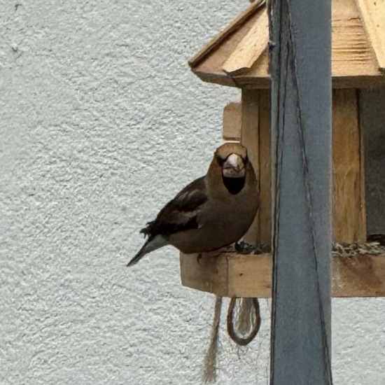 Kernbeißer: Tier im Habitat Garten in der NatureSpots App