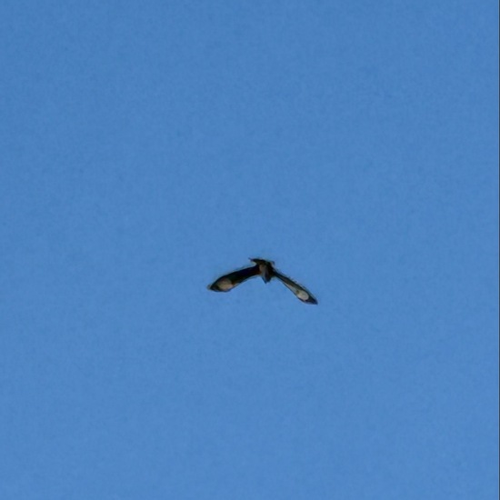 Mäusebussard: Tier im Habitat Weingut in der NatureSpots App