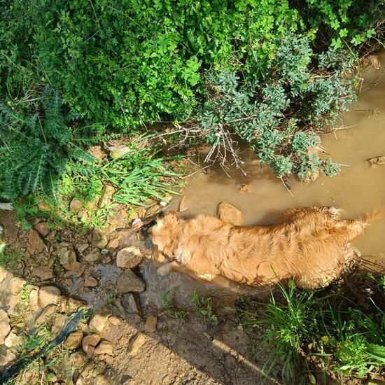 Landschaft: Süßwasser im Habitat Quelle in der NatureSpots App