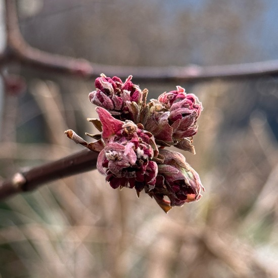 Viburnum ×bodnantense: Plant in habitat Garden in the NatureSpots App