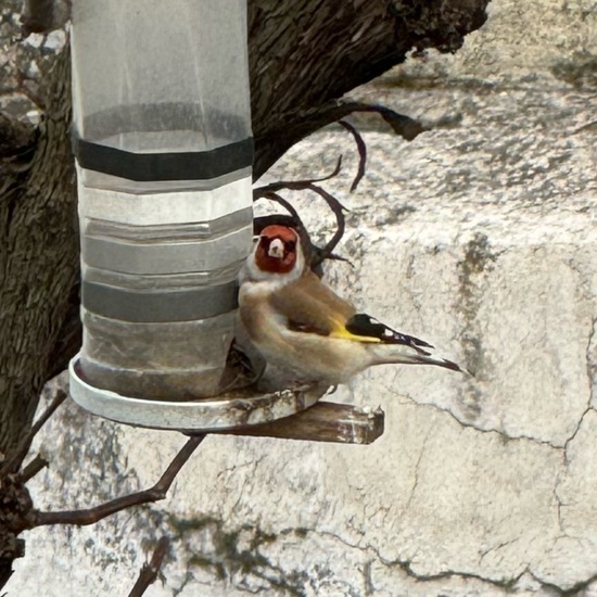 Stieglitz: Tier im Habitat Garten in der NatureSpots App