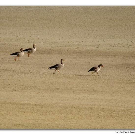 Graugans: Tier im Habitat See in der NatureSpots App