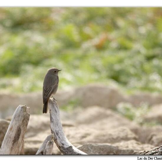 Hausrotschwanz: Tier im Habitat See in der NatureSpots App