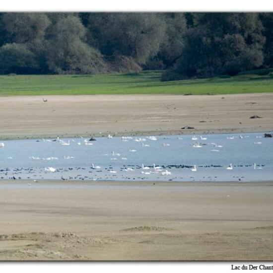 Höckerschwan: Tier im Habitat See in der NatureSpots App