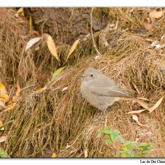 Black Redstart: Animal in habitat Lake in the NatureSpots App