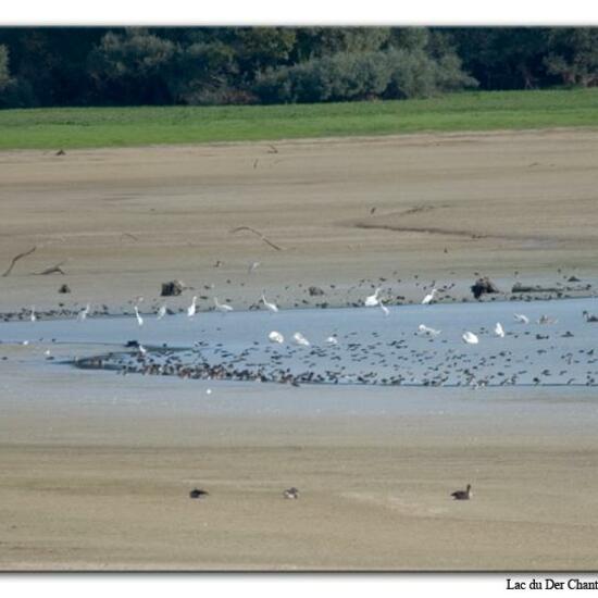 Silberreiher: Tier im Habitat See in der NatureSpots App