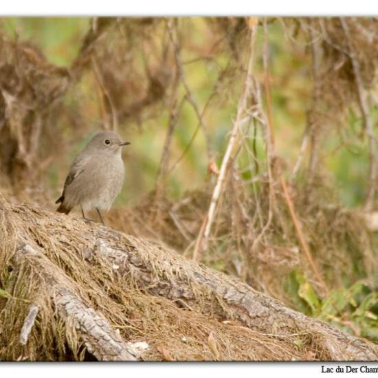 Black Redstart: Animal in habitat Lake in the NatureSpots App