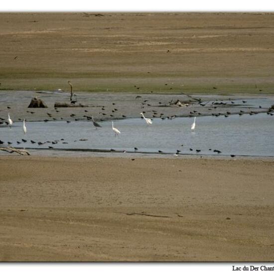 Great Egret: Animal in habitat Lake in the NatureSpots App