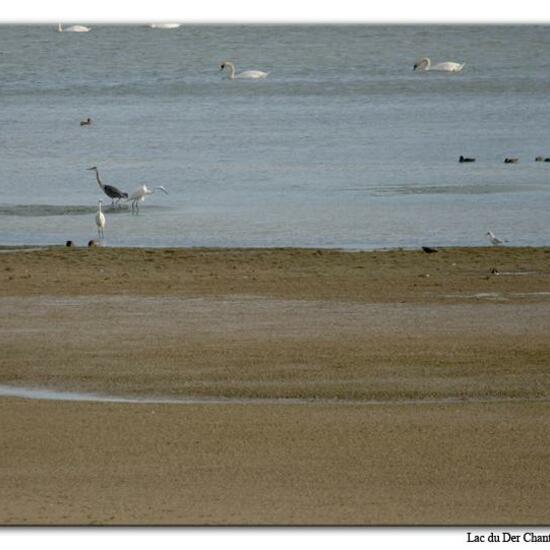 Great Egret: Animal in habitat Lake in the NatureSpots App