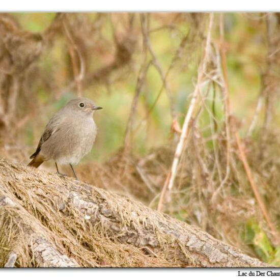 Hausrotschwanz: Tier im Habitat See in der NatureSpots App