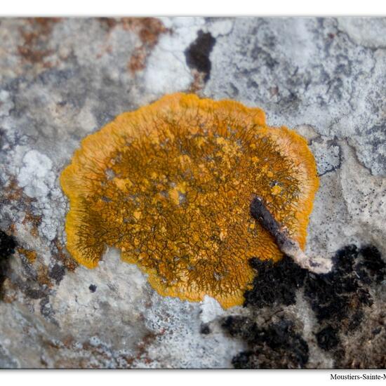 Variospora aurantia: Mushroom in habitat Rock areas in the NatureSpots App