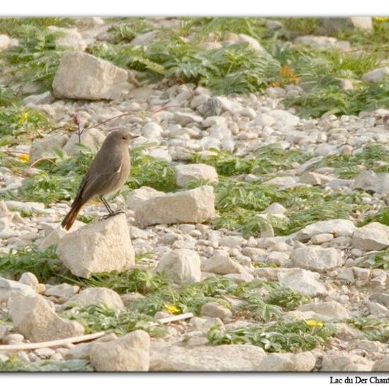 Black Redstart: Animal in habitat Lake in the NatureSpots App