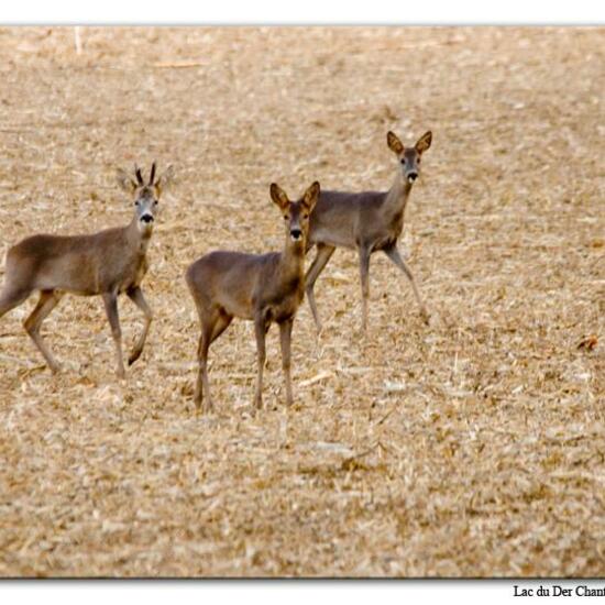 Reh: Tier im Habitat Felder in der NatureSpots App