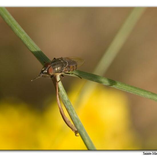 Stomorhina lunata: Tier im Habitat Felsgebiet in der NatureSpots App