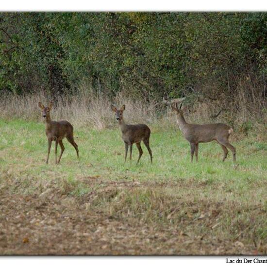 Roe deer: Animal in habitat Crop cultivation in the NatureSpots App