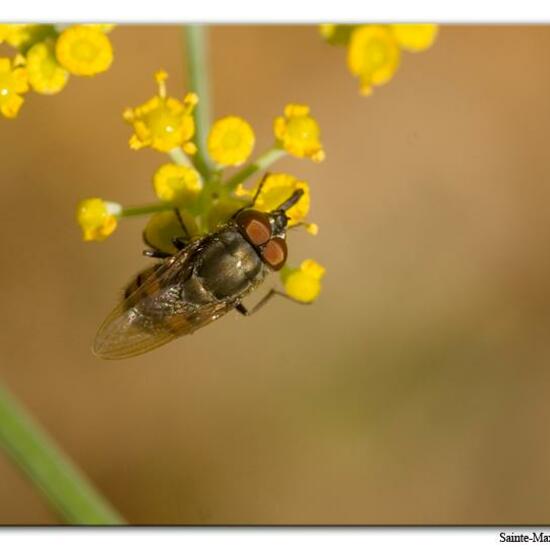 Stomorhina lunata: Tier im Habitat Felsgebiet in der NatureSpots App