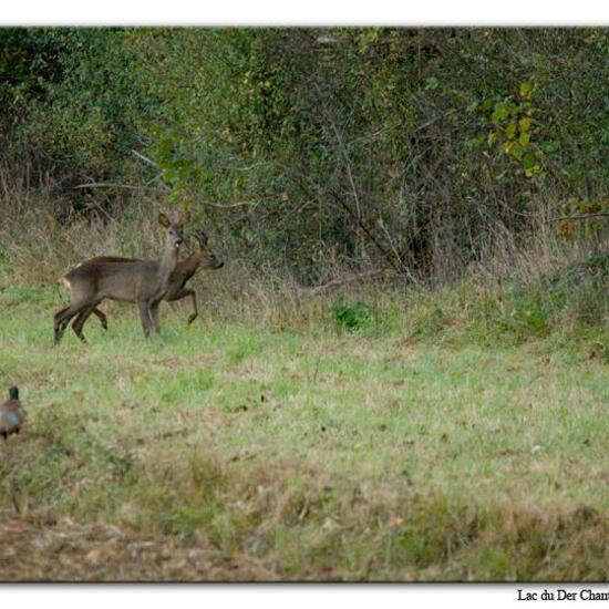 Reh: Tier im Habitat Felder in der NatureSpots App