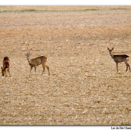 Roe deer: Animal in habitat Crop cultivation in the NatureSpots App