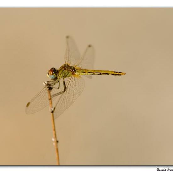 Red-veined darter: Animal in habitat Rock areas in the NatureSpots App