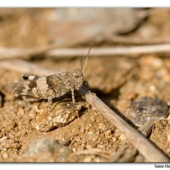 Blauflügelige Ödlandschrecke: Tier im Habitat Felsgebiet in der NatureSpots App