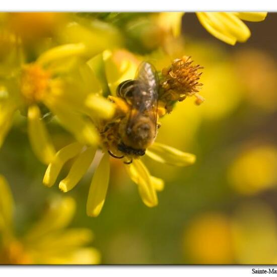 Eine unbekannte Art: Tier im Habitat Felsgebiet in der NatureSpots App