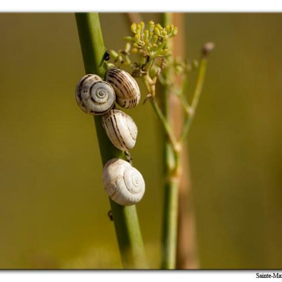 Mittelmeersandschnecke: Tier im Habitat Felsgebiet in der NatureSpots App