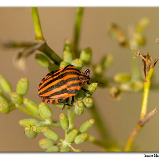 Graphosoma italicum: Animal in habitat Rock areas in the NatureSpots App