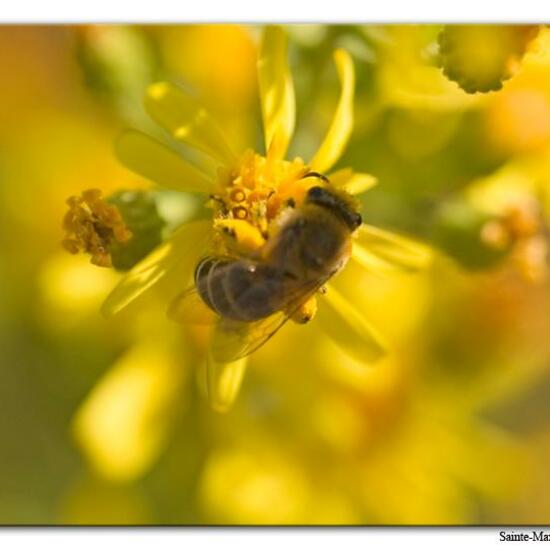 Unknown species: Animal in habitat Rock areas in the NatureSpots App