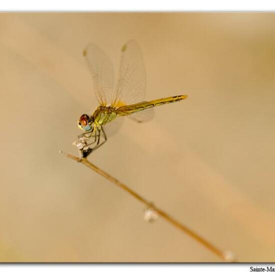 Red-veined darter: Animal in habitat Rock areas in the NatureSpots App