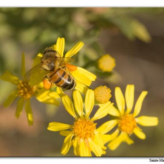 Westliche Honigbiene: Tier im Habitat Felsgebiet in der NatureSpots App