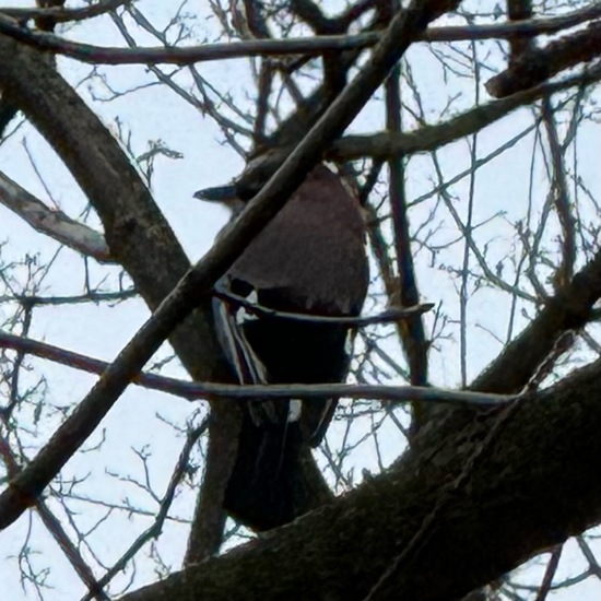 Eurasian Jay: Animal in habitat Temperate forest in the NatureSpots App