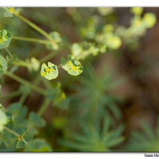 Euphorbia segetalis: Pflanze im Habitat Felsgebiet in der NatureSpots App