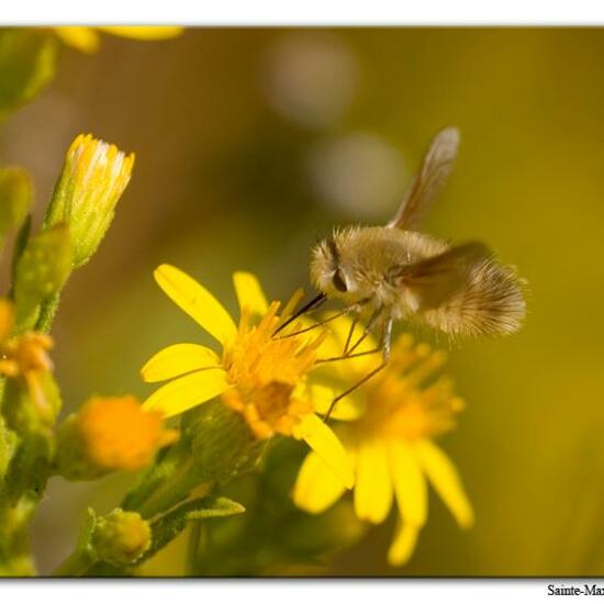 Bombylius venosus: Animal in habitat Rock areas in the NatureSpots App