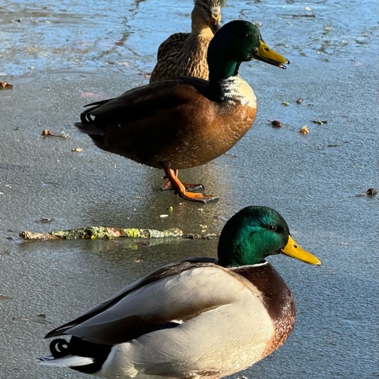 Mallard: Animal in habitat Freshwater habitat in the NatureSpots App