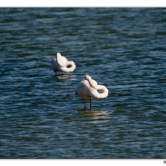 Greater Flamingo: Animal in habitat Marine habitat in the NatureSpots App