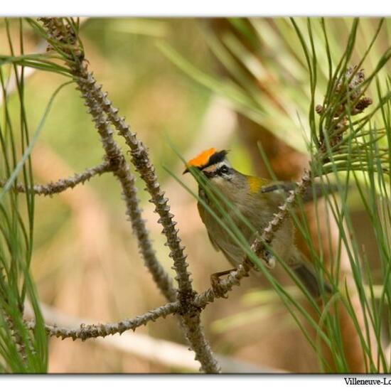 Common Firecrest: Animal in habitat City or Urban habitat in the NatureSpots App