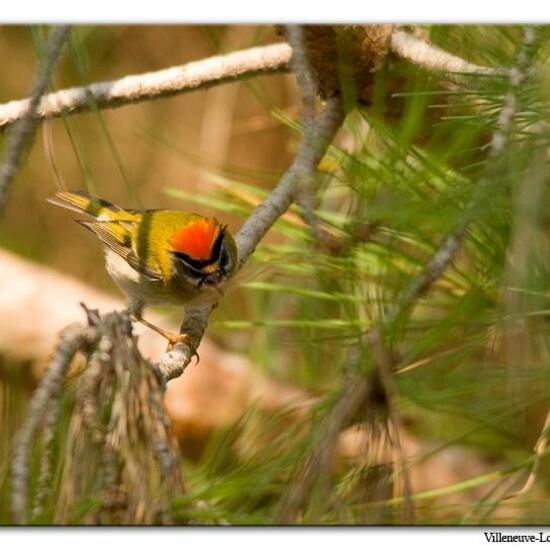 Common Firecrest: Animal in habitat City or Urban habitat in the NatureSpots App