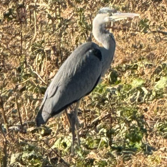 Grey Heron: Animal in habitat Crop cultivation in the NatureSpots App