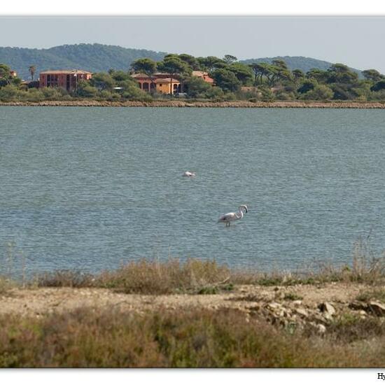 Rosaflamingo: Tier im Habitat Anderes Meer/Küsten-Habitat in der NatureSpots App