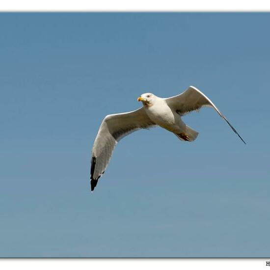 Yellow-legged Gull: Animal in habitat Sandy coast in the NatureSpots App