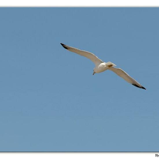 Yellow-legged Gull: Animal in habitat Sandy coast in the NatureSpots App